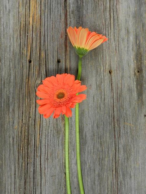 MARINILLA ORANGE GERBERA